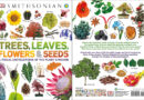 Trees, Leaves, Flowers and Seeds - A Visual Encyclopedia of the Plant Kingdom
