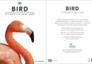 Bird: The Definitive Visual Guide